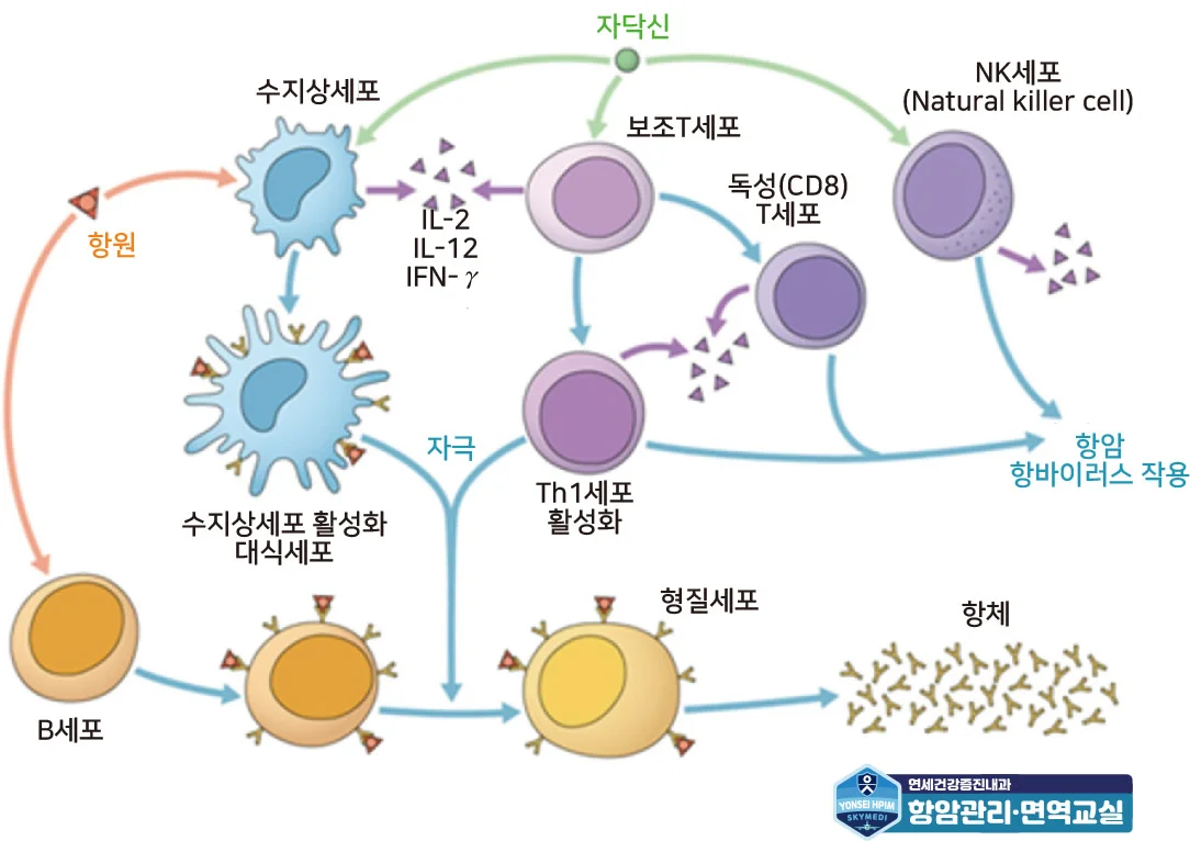 NK세포 · 싸이모신알파원